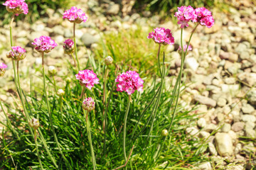 Spring flowers in garden