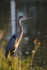héron au crépuscule
