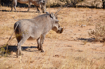 Warthog searching for food in Etosha national park in Namibia Africa.