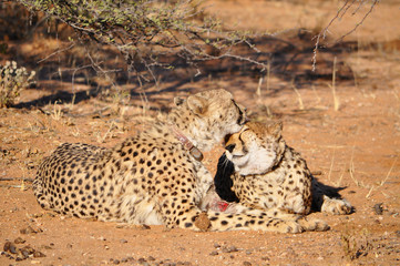 Closeup of a cheetahs with tracking collars in Okonjima Game Reserve in Namibia Africa. Okonjima is a wildlife reserve which rescues and rehabilitate African carnivores.