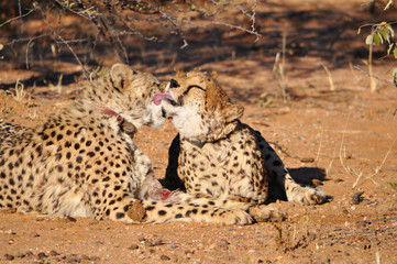 Fototapeta na wymiar Closeup of a cheetahs with tracking collars in Okonjima Game Reserve in Namibia Africa. Okonjima is a wildlife reserve which rescues and rehabilitate African carnivores.