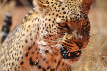 Close up of a leopard in Etosha national park in Namibia Africa