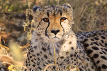 Obraz na płótnie Canvas Closeup of a wild cheetah in Etosha national park in Namibia Africa
