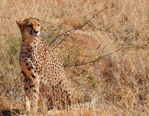 Closeup of a wild cheetah in Etosha national park in Namibia Africa