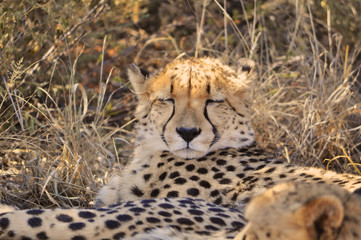 Closeup of a wild cheetah in Etosha national park in Namibia Africa