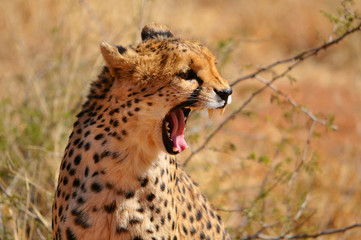 Closeup of a wild cheetah in Etosha national park in Namibia Africa
