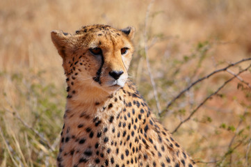 Closeup of a wild cheetah in Etosha national park in Namibia Africa