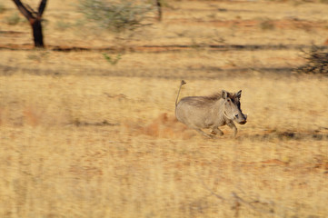 A wild warthog running from predators in Etosha national park in Namibia Africa