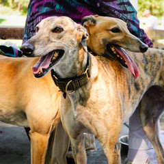 Golden State Greyhound Adoption