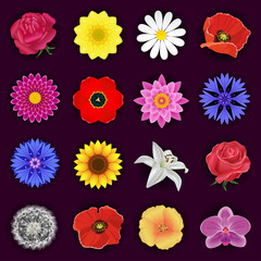 Big set of spring or summer flowers isolated