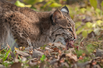 Bobcat (Lynx rufus) Looks Up From Meat