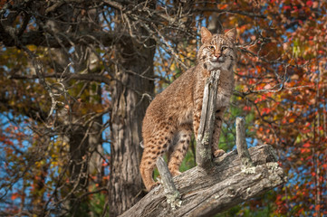 Obraz premium Bobcat (Lynx rufus) Looks Out from Atop Branch
