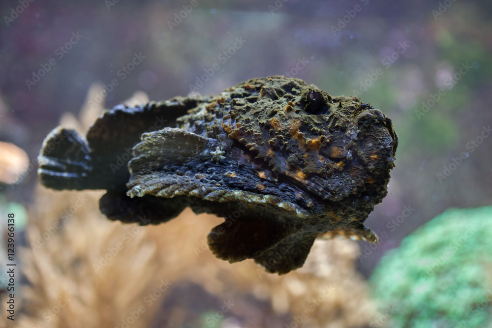 Sticker Reef stonefish (Synanceia verrucosa).