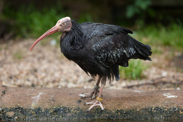 Northern bald ibis (Geronticus eremita).