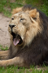 Fototapeta na wymiar Asiatic lion (Panthera leo persica).