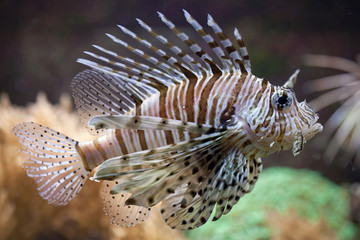 Red lionfish (Pterois volitans).