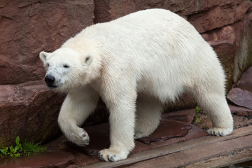 Naklejka na ściany i meble Polar bear (Ursus maritimus).