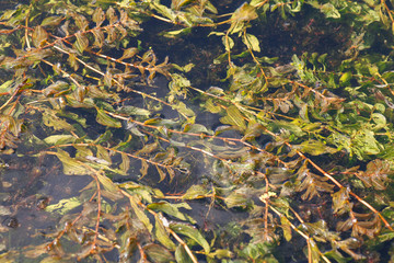 Fototapeta premium sea plants