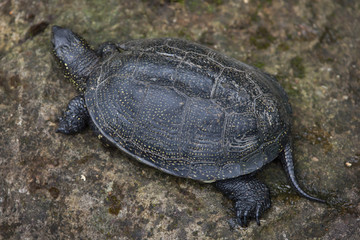 European pond turtle (Emys orbicularis).