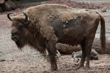European bison (Bison bonasus).