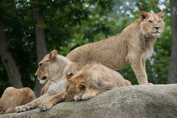 Lioness with two juvenile male lions (Panthera leo).