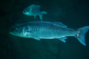 Thicklip grey mullet (Chelon labrosus).