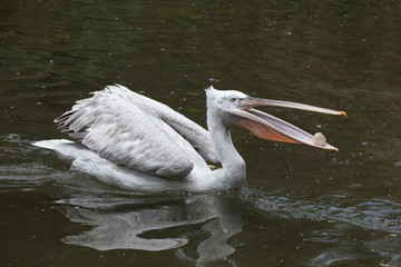 Dalmatian pelican (Pelecanus crispus).