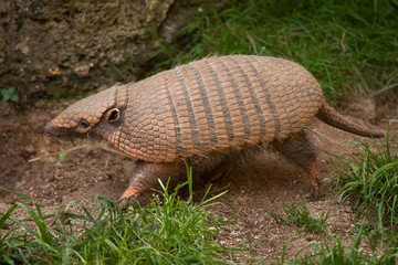 Six-banded armadillo (Euphractus sexcinctus)