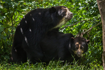 Spectacled bear (Tremarctos ornatus)