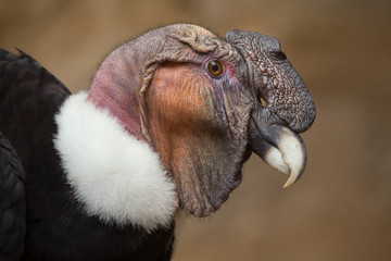 Fototapeta premium Kondor andyjski (Vultur gryphus).