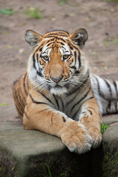 Siberian tiger (Panthera tigris altaica).