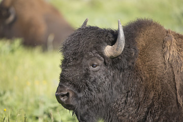 Bison portrait in Yellowstone National Park