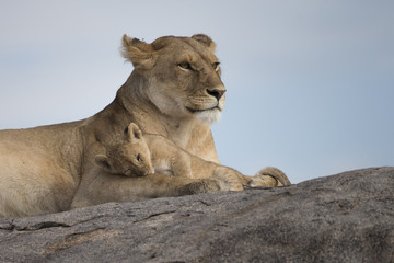 Lioness with cubs on Kojpe in Tansania Africa © Dennis Donohue