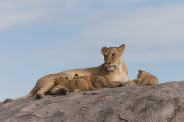 Fototapeta na wymiar Lioness with cubs on Kojpe in Tansania Africa