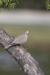 European Collared Dove in California on tree branch