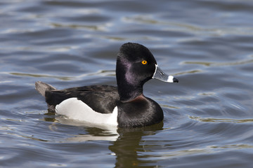 Ring-necked Duck in California Lake
