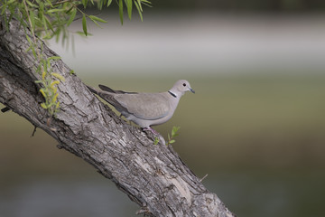 European Collared Dove in California on tree branch