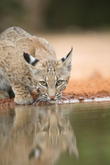 Young Bobcat at Texas pond