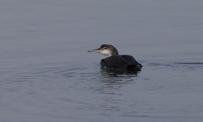 Wintering Common Loon on a bay of the Pacific Ocean in Californis