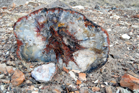 closeup of petrified log with quartz crystals in Petrified Forest National Park
