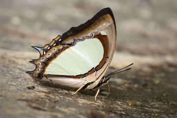 Butterfly in Thailand and Southeast Asia.