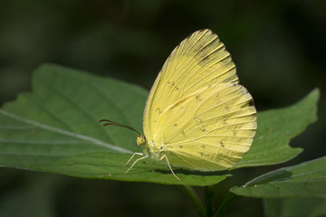 Butterfly in Thailand and Southeast Asia.