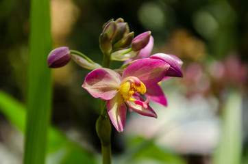 Fototapeta premium Pink orchid