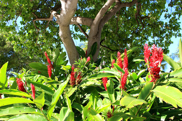 Red ginger tropical flower in Hawaii
