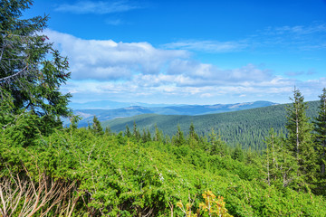 Carpathian Mountains, coniferous forest.