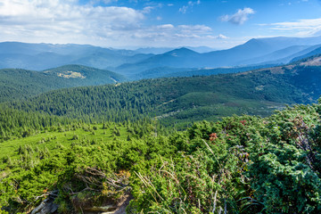 Carpathian Mountains, coniferous forest.