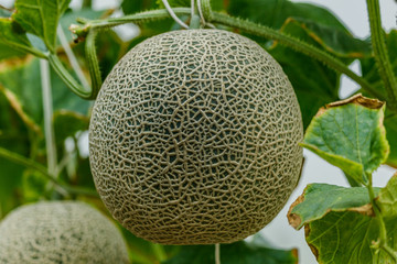 Cantaloupe. Fresh melon on tree. selective focus