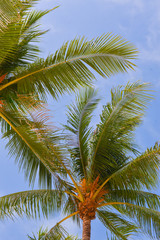 Fototapeta na wymiar palm trees view from below