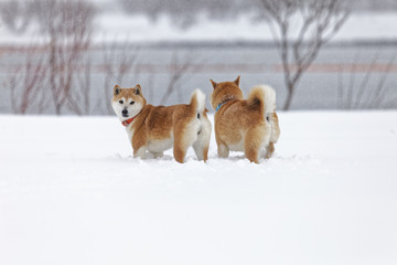 雪の上で遊ぶ柴犬