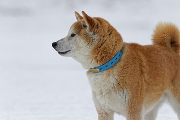 雪の上で遊ぶ柴犬